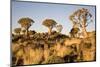 Quiver Trees-mddfiles-Mounted Photographic Print