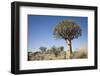 Quiver Trees-mddfiles-Framed Photographic Print