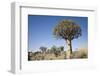 Quiver Trees-mddfiles-Framed Photographic Print