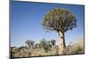 Quiver Trees-mddfiles-Mounted Photographic Print