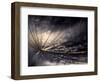 Quiver-Ursula Abresch-Framed Photographic Print