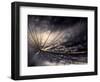 Quiver-Ursula Abresch-Framed Photographic Print