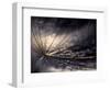 Quiver-Ursula Abresch-Framed Photographic Print