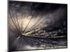 Quiver-Ursula Abresch-Mounted Photographic Print