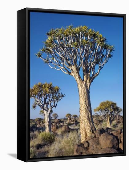 Quivertrees in a Forest, Close to the Southern Kalahari, Namibia-Nigel Pavitt-Framed Stretched Canvas