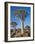 Quivertrees in a Forest, Close to the Southern Kalahari, Namibia-Nigel Pavitt-Framed Photographic Print