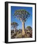 Quivertrees in a Forest, Close to the Southern Kalahari, Namibia-Nigel Pavitt-Framed Photographic Print