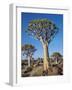 Quivertrees in a Forest, Close to the Southern Kalahari, Namibia-Nigel Pavitt-Framed Photographic Print