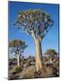 Quivertrees in a Forest, Close to the Southern Kalahari, Namibia-Nigel Pavitt-Mounted Photographic Print