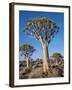 Quivertrees in a Forest, Close to the Southern Kalahari, Namibia-Nigel Pavitt-Framed Photographic Print