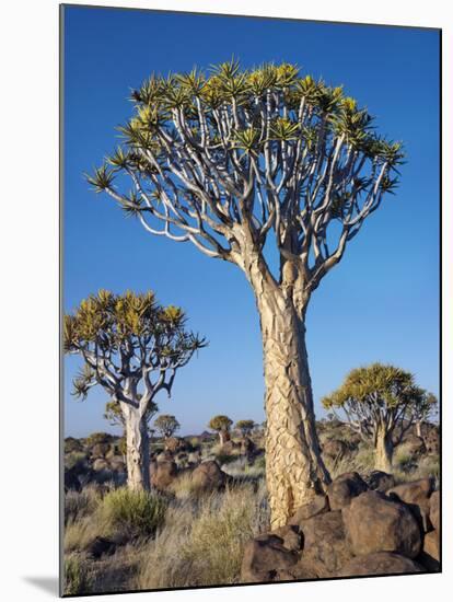 Quivertrees in a Forest, Close to the Southern Kalahari, Namibia-Nigel Pavitt-Mounted Photographic Print