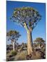 Quivertrees in a Forest, Close to the Southern Kalahari, Namibia-Nigel Pavitt-Mounted Photographic Print