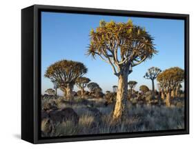 Quivertrees in a Forest, Close to the Southern Kalahari, Namibia-Nigel Pavitt-Framed Stretched Canvas