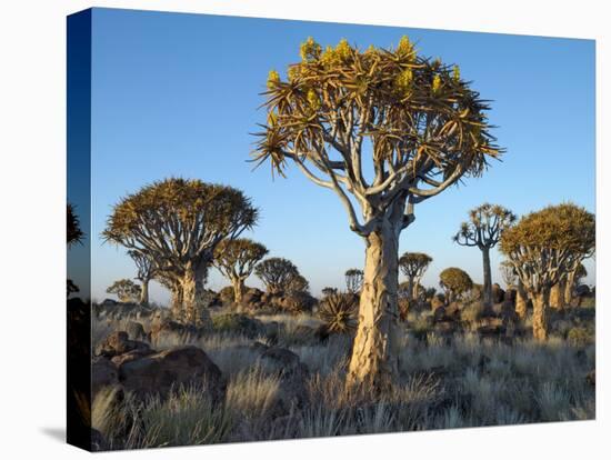 Quivertrees in a Forest, Close to the Southern Kalahari, Namibia-Nigel Pavitt-Stretched Canvas