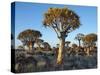 Quivertrees in a Forest, Close to the Southern Kalahari, Namibia-Nigel Pavitt-Stretched Canvas
