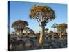 Quivertrees in a Forest, Close to the Southern Kalahari, Namibia-Nigel Pavitt-Stretched Canvas