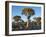 Quivertrees in a Forest, Close to the Southern Kalahari, Namibia-Nigel Pavitt-Framed Photographic Print