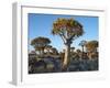 Quivertrees in a Forest, Close to the Southern Kalahari, Namibia-Nigel Pavitt-Framed Photographic Print