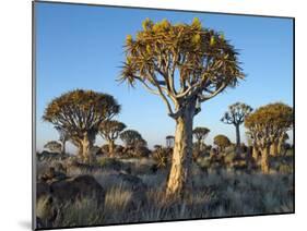 Quivertrees in a Forest, Close to the Southern Kalahari, Namibia-Nigel Pavitt-Mounted Photographic Print