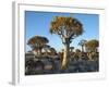 Quivertrees in a Forest, Close to the Southern Kalahari, Namibia-Nigel Pavitt-Framed Photographic Print