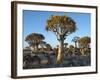 Quivertrees in a Forest, Close to the Southern Kalahari, Namibia-Nigel Pavitt-Framed Photographic Print