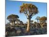 Quivertrees in a Forest, Close to the Southern Kalahari, Namibia-Nigel Pavitt-Mounted Photographic Print