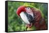 Quizacle Parrot-Karen Williams-Framed Stretched Canvas