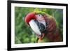 Quizacle Parrot-Karen Williams-Framed Photographic Print