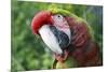 Quizacle Parrot-Karen Williams-Mounted Photographic Print