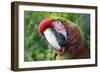 Quizacle Parrot-Karen Williams-Framed Photographic Print