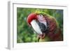 Quizacle Parrot-Karen Williams-Framed Photographic Print