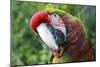 Quizacle Parrot-Karen Williams-Mounted Photographic Print