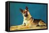 Quizzical German Shepherd-Found Image Press-Framed Stretched Canvas