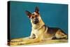 Quizzical German Shepherd-Found Image Press-Stretched Canvas