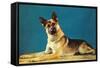 Quizzical German Shepherd-Found Image Press-Framed Stretched Canvas