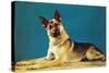 Quizzical German Shepherd-Found Image Press-Stretched Canvas