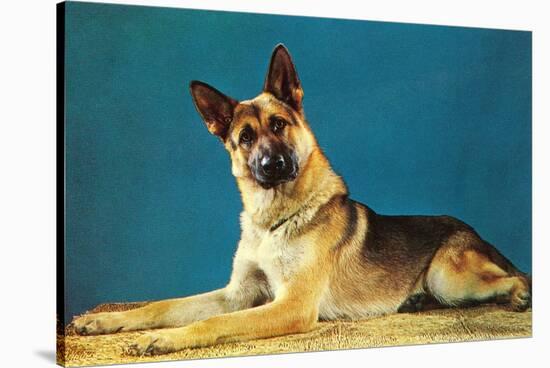 Quizzical German Shepherd-Found Image Press-Stretched Canvas