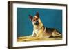 Quizzical German Shepherd-Found Image Press-Framed Photographic Print