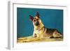 Quizzical German Shepherd-Found Image Press-Framed Photographic Print