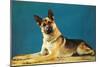 Quizzical German Shepherd-Found Image Press-Mounted Photographic Print