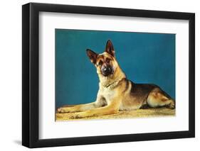 Quizzical German Shepherd-Found Image Press-Framed Photographic Print