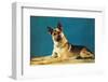 Quizzical German Shepherd-Found Image Press-Framed Photographic Print