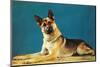 Quizzical German Shepherd-Found Image Press-Mounted Photographic Print