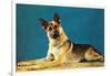 Quizzical German Shepherd-Found Image Press-Framed Photographic Print