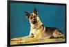 Quizzical German Shepherd-Found Image Press-Framed Photographic Print