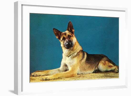 Quizzical German Shepherd-Found Image Press-Framed Photographic Print