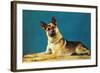Quizzical German Shepherd-Found Image Press-Framed Photographic Print