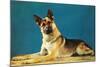 Quizzical German Shepherd-Found Image Press-Mounted Photographic Print