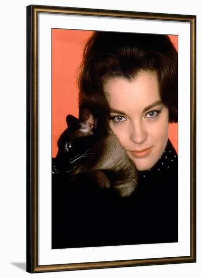 Quoi by neuf Pussycat WHAT'S NEW PUSSYCAT ?de CliveDonner with Romy Schneider, 1965 (photo)-null-Framed Photo