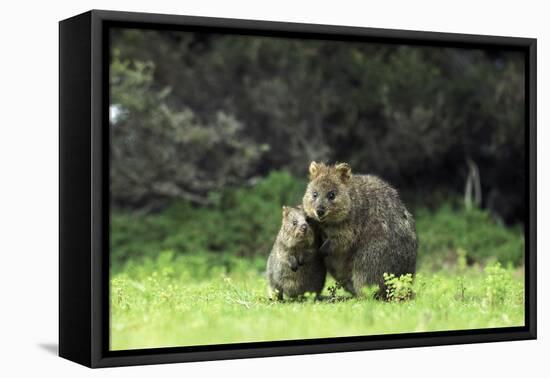 Quokka Female and Young-null-Framed Stretched Canvas